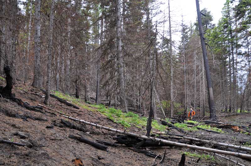 Fire Morels 2013 Mushroaming Daniel Winkler's pages Dedicated to